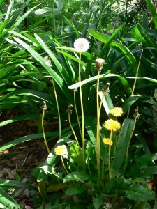 Dandelion-Flowers